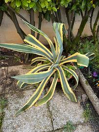 Agave americana marginata