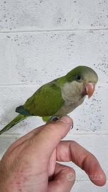 Pullo di parrocchetto Monaco svezzato