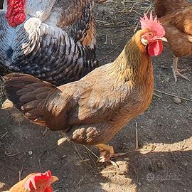 Galline ovaiole razza Livorno collo oro