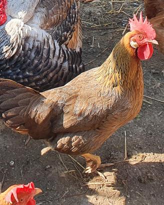 Galline ovaiole razza Livorno collo oro