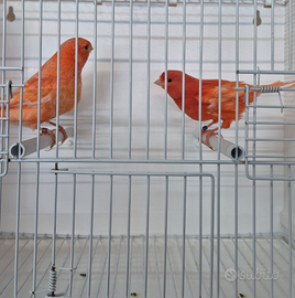 Canarini rosso