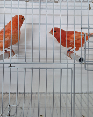 Canarini rosso