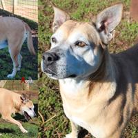 Lara, ancora vivace nonostante l'età