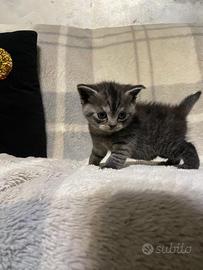 Cuccioli Scottish Straight