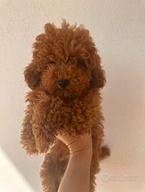 Barboncino toy con pedigree fulvo/red