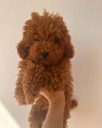 Barboncino toy con pedigree fulvo/red
