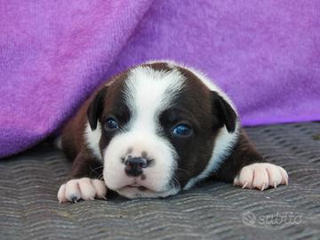 Staffordshire bull terrier