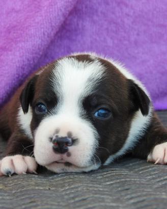 Staffordshire bull terrier