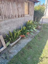 piantine aspidistra