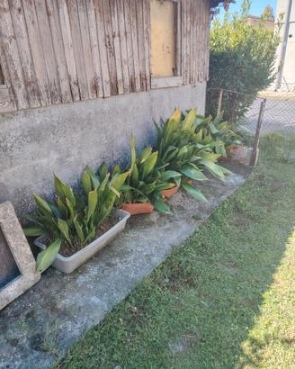 piantine aspidistra