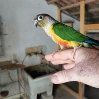 Pappagalli Inseparabili Pulli e Adulti di vari col