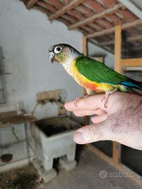 Pappagalli Inseparabili Pulli e Adulti di vari col