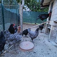 Gallo Marans-Australorp
