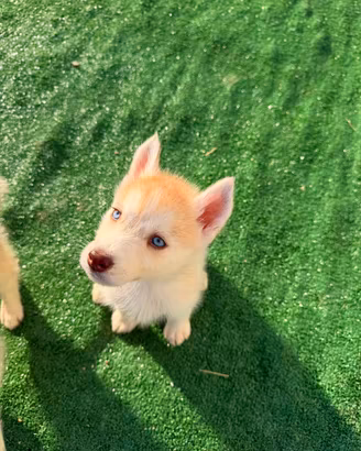Siberian Husky con pedigree Enci