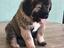 Immagine 3