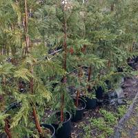 piante siepe cipresso leylandi