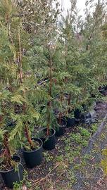 piante siepe cipresso leylandi