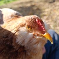 Araucana frumento pulcini