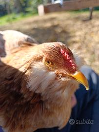 Araucana frumento pulcini