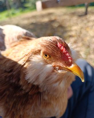 Araucana frumento pulcini