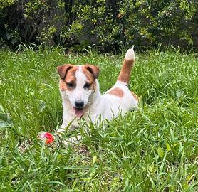 Cucciolata di Jack Russell Terrier pedigree ENCI