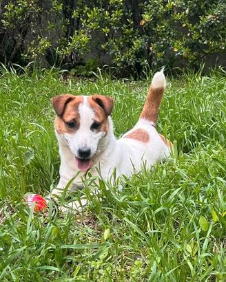 Cucciolata di Jack Russell Terrier pedigree ENCI