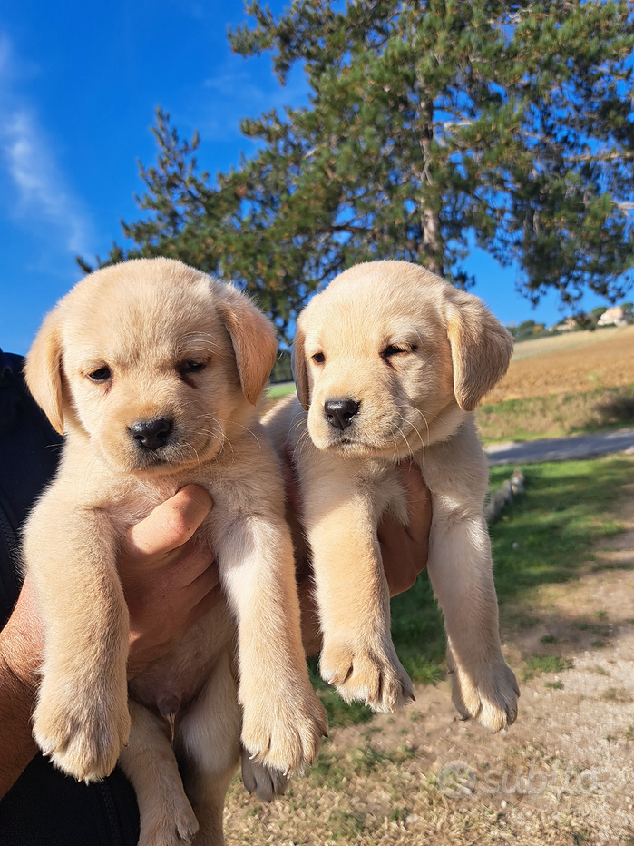 Animali Perugia e provincia Vendita e regalo cuccioli