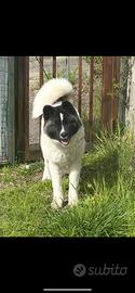 Vendita cucciola Akita Americano 9 mesi