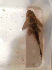 Pulitore Ancistrus