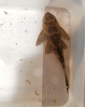 Pulitore Ancistrus