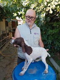 Cuccioli bracco francese
