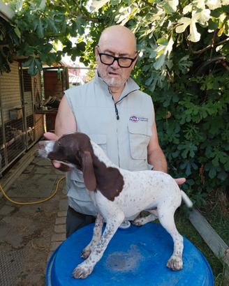 Cuccioli bracco francese
