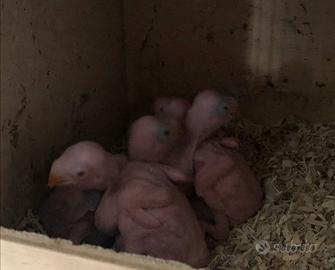 Pulli parrocchetto dal collare