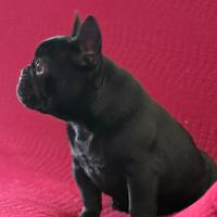 Bulldog Francese