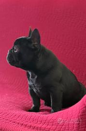 Bulldog Francese