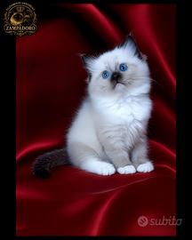 Ragdoll con pedegree alta genealogia