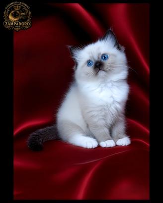 Ragdoll con pedegree alta genealogia