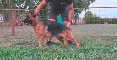 Pastore Tedesco cucciolona 15 mesi con Pedigree