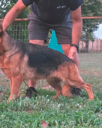 Pastore Tedesco cucciolona 15 mesi con Pedigree