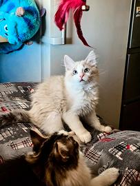 Cuccioli gatto siberiano