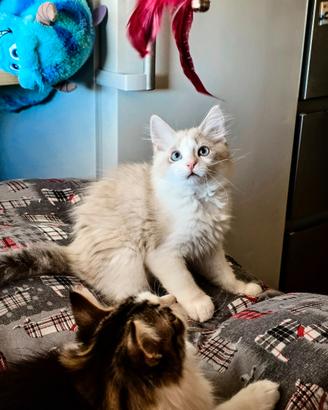 Cuccioli gatto siberiano