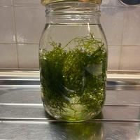 Potature muschio di giava