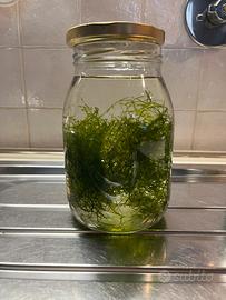 Potature muschio di giava