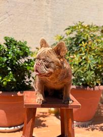 Bulldog francese