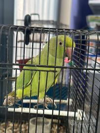 Parrocchetto dal collare