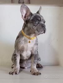 Bulldog francese