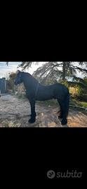 Cavallo frisone