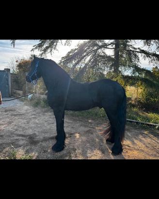 Cavallo frisone