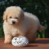 Cucciolo di Barboncino futura taglia Toy/ mini Toy