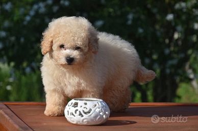Cucciolo di Barboncino futura taglia Toy/ mini Toy